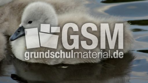 Schwanenküken (2).jpg